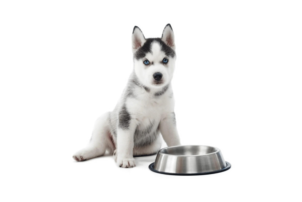 Artgerechte und gesunde Ernährung für den Hund