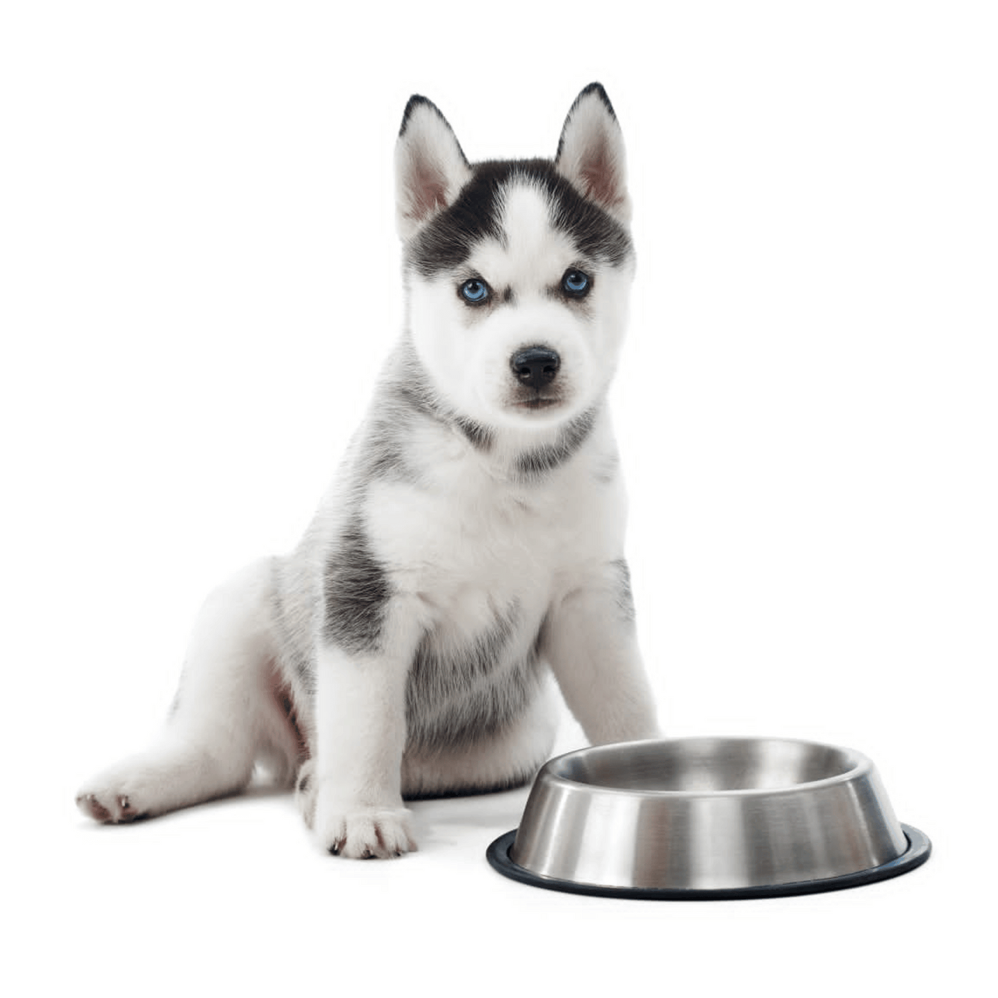 Individuelle Ernährungsberatung - für den Hund