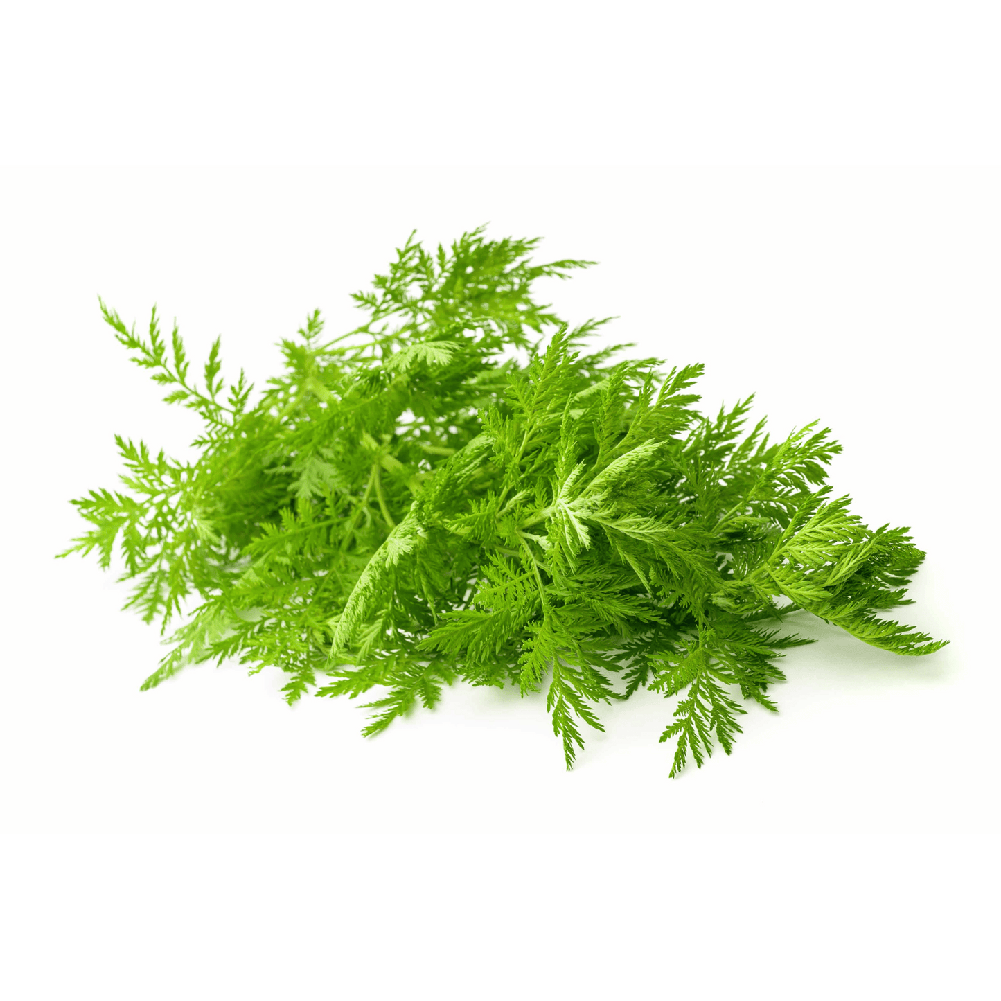 Artemisia Annua Einjähriger Beifuß 175g